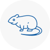 Rat Control Blackburn